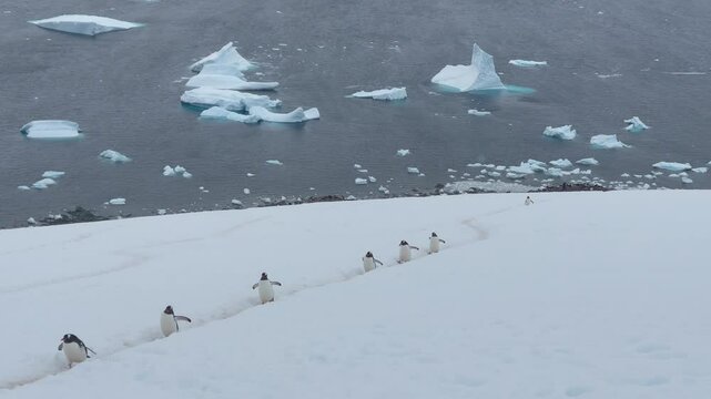 Gentoo Penguins walking up the hill to the nest in Antarctic 