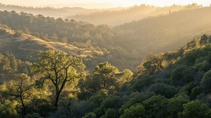 Naklejka premium Sunlight illuminates a lush green valley filled with trees and hills