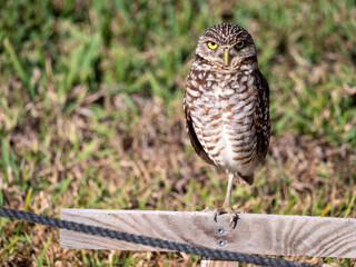 Burrowing Owl Standing on one leg