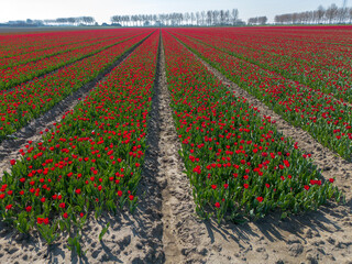 Fields of red tulips on a bulb field on Goeree-Overflakkee during Spring