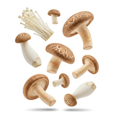 mushrooms isolated on white