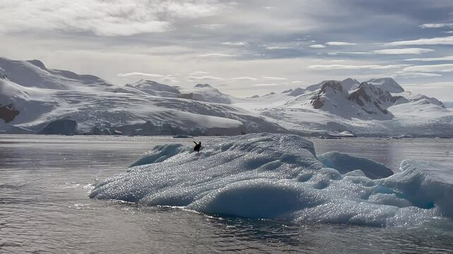 Penguins Ride Iceberg Antarctica Melting Ice Climate Change Chinstrap Penguins Natural Habitat Wildlife