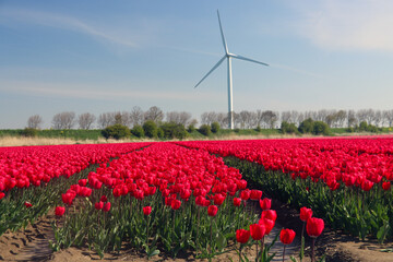 Fields of Red tulips on a bulb field on Goeree-Overflakkee during Spring
