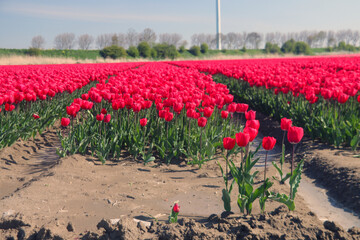 Fields of Red tulips on a bulb field on Goeree-Overflakkee during Spring