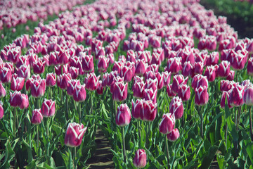 Fields of pink with white tulips on a bulb field on Goeree-Overflakkee during Spring