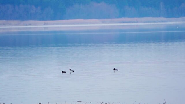 Common goldeneyes (Bucephala clangula). Birds swim on the lake in the early morning. Slow motion.