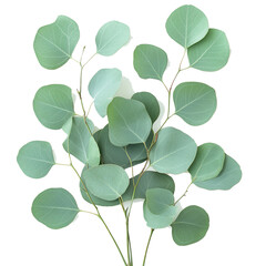Obraz premium green leaves isolated on white