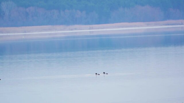 Common goldeneyes (Bucephala clangula). Birds swim on the lake in the early morning. Slow motion.