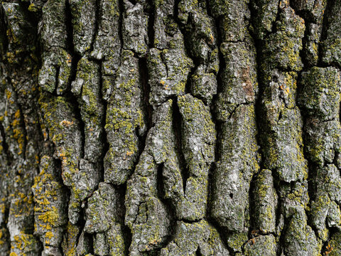 Embossed texture of oak bark. Old tree trunk close-up. Surface with natural bark patterns. Natural wood background.