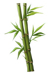 PNG Bamboo plant freshness.