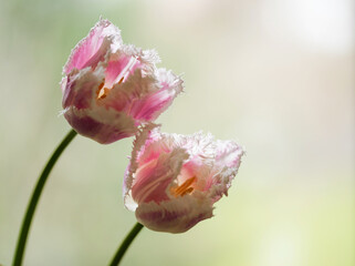 Tulipan strzępiasty Hawai w kolorze różowym tło wiosenne kwiatowe. © Elżbieta Kaps