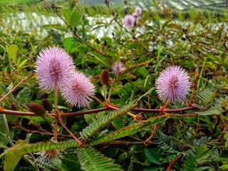 A close up of Mimosa Pudica flower, flower of cactus which is blooming in a pinkish purple color, with a background of pinnate leaves.