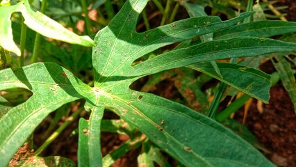 A Close up green leaves of the digitate type, fresh and delicate texture.