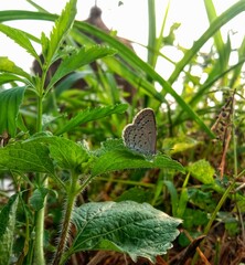 A small brown butterfly is sitting on a green grass leaf..