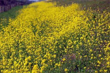 Yellow flowers of Rapeseed during spring in bloom