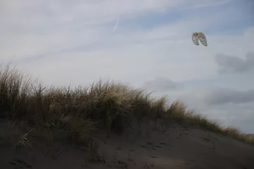 Fotobehang Dunes along the beach of Noordwijk © André Muller