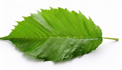 Fototapeta premium Horse chestnut leaf isolated on white background