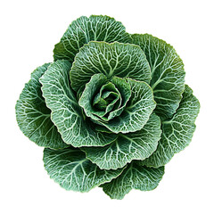 Fototapeta premium A vibrant green cabbage with layered leaves and crisp texture, isolated white background, hyperrealism art style