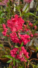Close-up of vibrant pink blossom on a flowering tree, ornamental peach or almond, in a garden center. Bright petals, young green leaves, and blurred potted plants in the background.