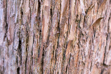 Tree trunk with a brown bark. The bark is rough and has many small holes. The bark is also covered...
