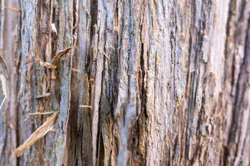 Tree trunk with a lot of bark. The bark is brown and has a lot of holes.