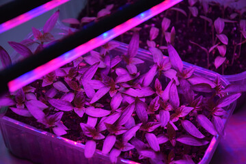 Plants seedlings flourish under the glow of LED grow lights.