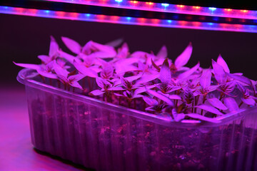Plants seedlings flourish under the glow of LED grow lights.