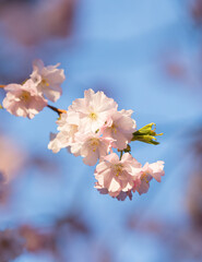 pink cherry blossom