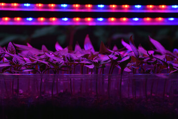 Obraz premium Plants seedlings flourish under the glow of LED grow lights.