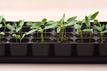 Plant seedlings bloom under natural light on a light background.