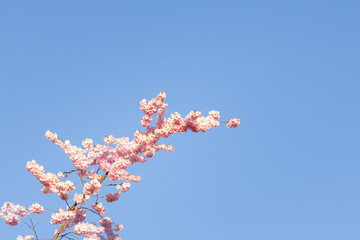 Cherry blossom against blue sky