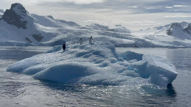 Penguins Ride Iceberg Antarctica Melting Ice Climate Change Chinstrap Penguins Natural Habitat Wildlife