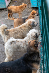 Dog in animal shelter. Homeless sad dog in a cage. Vertical image