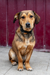 Dog in animal shelter. Homeless sad dog in a cage. Vertical image