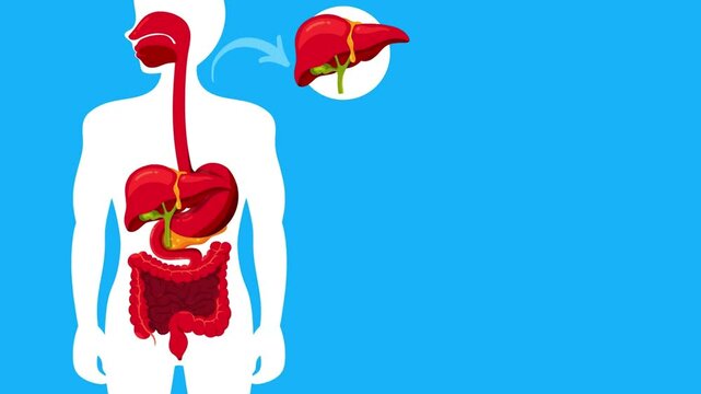 Human digestive organs isolated on blue background cartoon video. Human internal organ such as pancreas, liver, stomach, gallbladder, small intestine, and large intestine. Suitable video for education