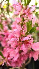 Obraz premium Close-up of soft pink blossoms on a tree branch with fresh green leaves. Flowers resemble cherry, almond, peach, or sakura blossoms. Floral background creates dreamy spring garden atmosphere.