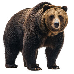 brown bear isolated