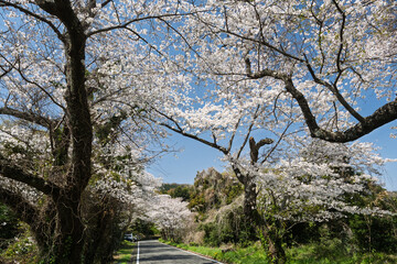 「沼代桜の馬場」、満開の桜並木。東から西への景観