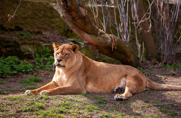 Beautiful lioness in the zoo