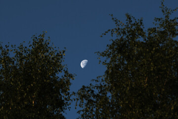 a clear half-disk of the moon in the blue sky between the tops of the birches