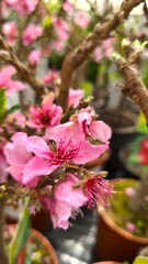 Macro photo of delicate pink blossoms on a tree branch in a plant nursery. Flowers resemble peach, cherry, almond or apricot blooms. Spring floral scene with blurred background and terracotta pots.