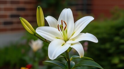 Fototapeta premium A beautiful fully bloomed white flower in a garden setting