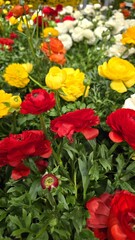 Bright red, yellow, orange and white buttercup flowers blooming densely in a garden bed. Colorful spring ranunculus flowers with lush green foliage in a nursery or outdoor floral display.