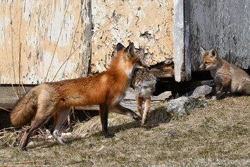 An adult Red Fox carring a Eastern cottontail Rabbit to her den of pups