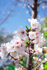 ソメイヨシノと空