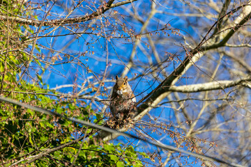 Eastern gray squirrel nibbles on young tree shoots, buds, and tree flowers in spring