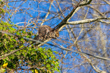 Eastern gray squirrel nibbles on young tree shoots, buds, and tree flowers in spring