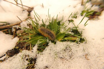 Close-up of a Woolly Bear Caterpillar (Arctia caja larva) crawling on green moss among snow and ice in cold weather in Erzurum, Turkey. A rare winter survival scene in nature.
