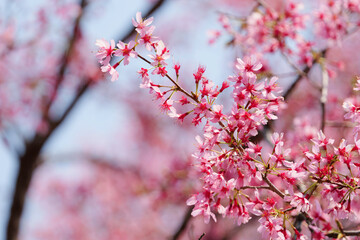 Close-up of cherry blossoms, spring plants, bright pink	

