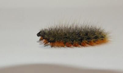 Woolly bear caterpillar (Arctia caja) slowly crawling on a white background. Detailed macro shot for nature, biology, and entomology projects